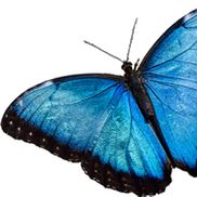 Lezlie B from Event Rental Systems, Inc.