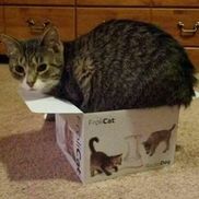 Scott Moore from Scott's Pet Sitting Service