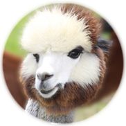 Linda Dickinson from Painted Sky Alpaca Farm & Fiber Mill