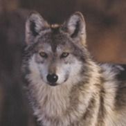 Cheryl Wolfe from Cheryl Wolfe Realty